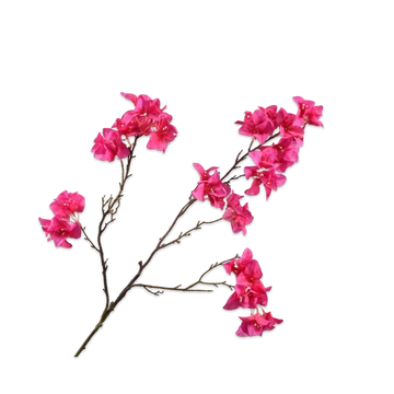 BOUGAINVILLEA  MAGENTA