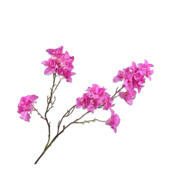 BOUGAINVILLEA PINK