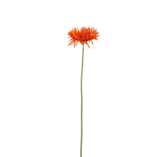 GERBERA - NARANCS