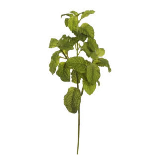 MENTA - L