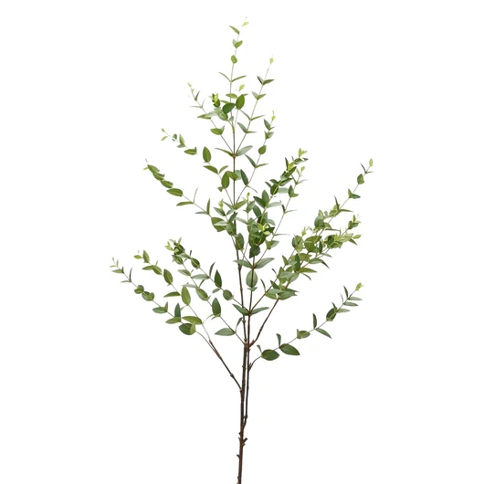 RUSCUS