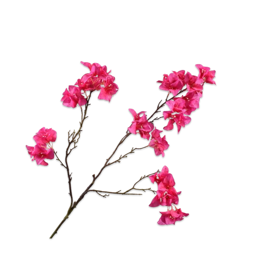 BOUGAINVILLEA  MAGENTA