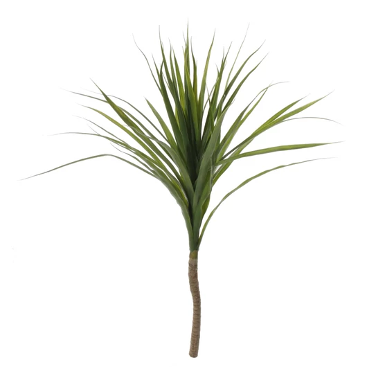 DRACENA ÁG