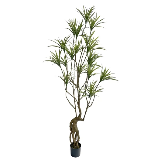 DRACENA - M