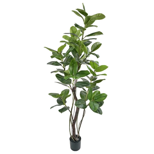 FICUS ELASTICA  - XL