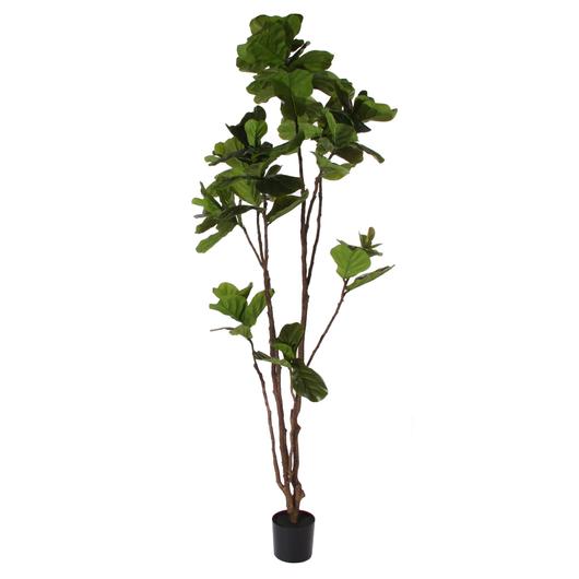 FICUS LYRATA - XL
