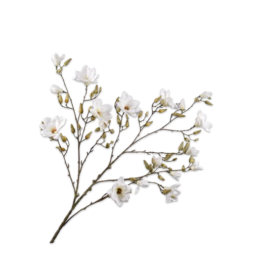 MAGNOLIA