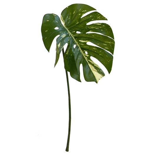MŰPHILODENDRON LEVÉL  ZÖLD