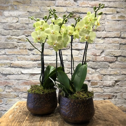 ORCHIDEA