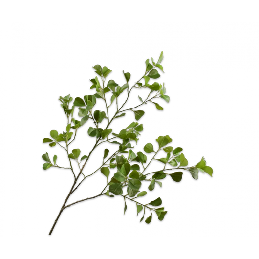 SCHEFFLERA ÁG - M