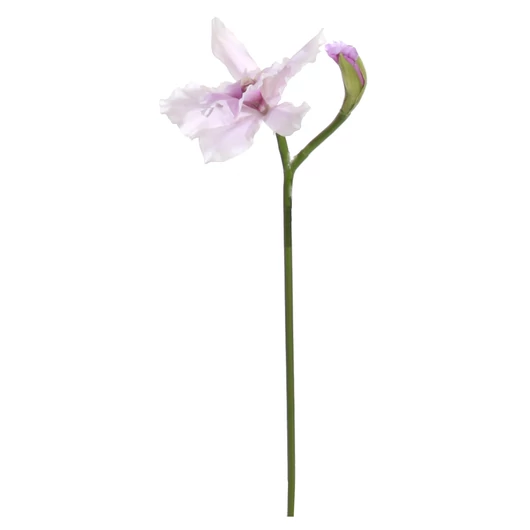 MŰCATLEYA ORCHIDEA BIMBÓVAL