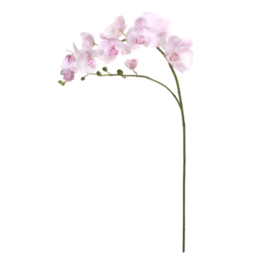 MŰPHALAENOPSIS 2 ÁGAS