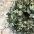 Kép 2/2 - EUCALYPTUS KOSZORÚ