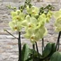 Kép 2/2 - ORCHIDEA